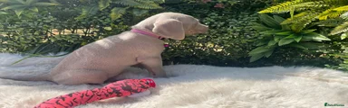 Miss Pink