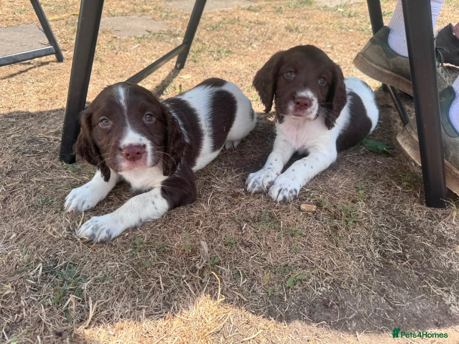 English Springer Spaniel dogs Beautiful English springer Spaniels  - Advert 1