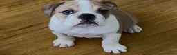 English Bulldog dogs for sale: 3 Red and white English bulldogs KC registered  - Advert 4