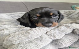 Dachshund dogs for sale: 🐾5 Beautiful Standard Dachshunds 🐾 - Image 5