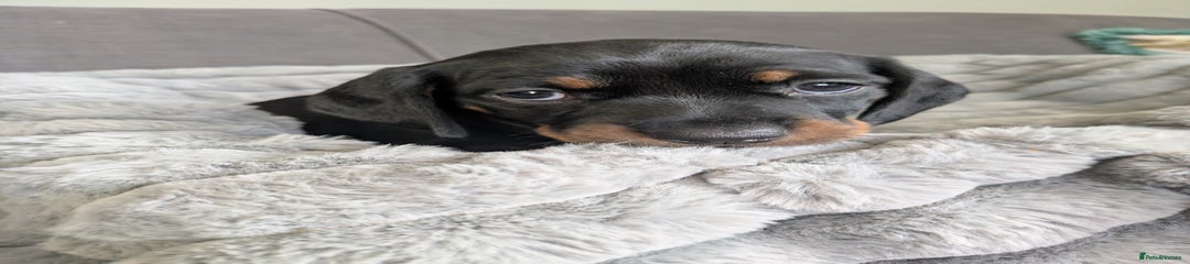 Dachshund Puppy 3