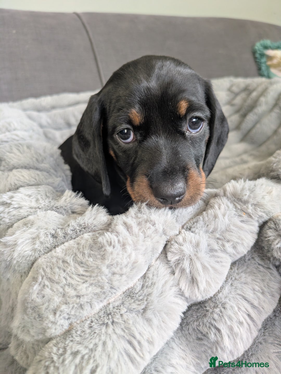 Dachshund dogs for sale: 🐾5 Beautiful Standard Dachshunds 🐾 - Image 5