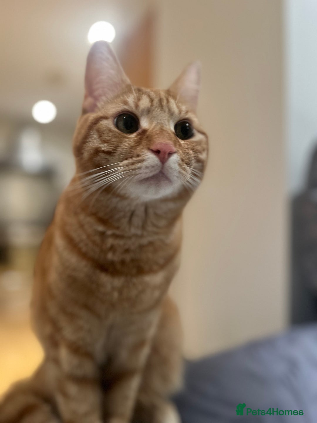 Mixed Breed cats for sale: 1year old - Boy and Girl  - Advert 4