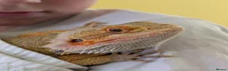 Bearded Dragon reptiles for sale: Meet Na'vi 1 year old male - Full Set Up - Advert 3