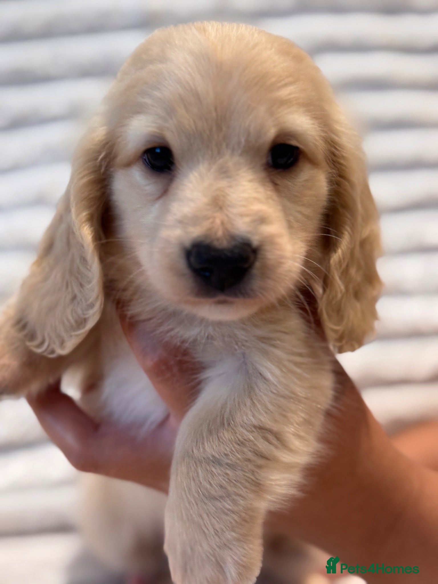 Miniature Dachshund dogs Beautiful Long Haired Miniature Dachshund Puppies - Advert 9