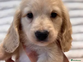 Miniature Dachshund dogs Beautiful Long Haired Miniature Dachshund Puppies - Advert 9