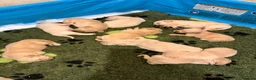 Golden Retriever dogs for sale: KC Registered Golden Retrievers - Advert 6
