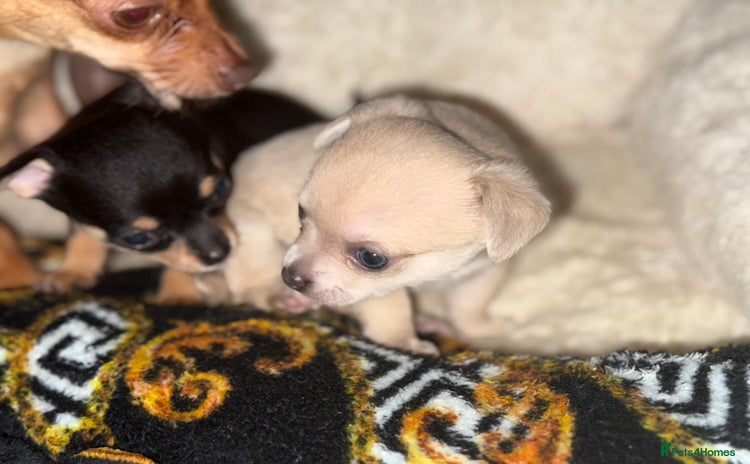 Chihuahua dogs - Advert 1