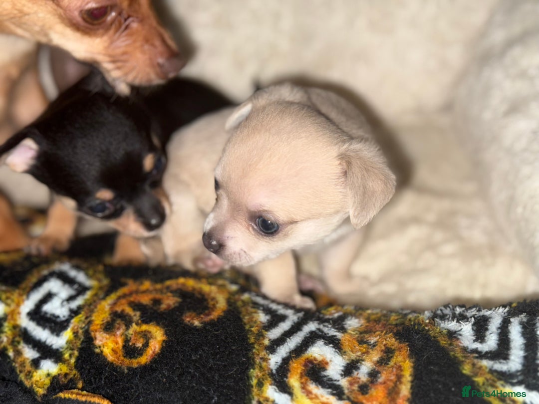Chihuahua dogs for sale: Chihuahua Puppies For Sale! - Image 1
