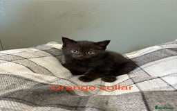 British Shorthair cats for sale: British blue short hair/crossed  - Image 11