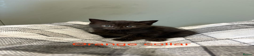 British Shorthair Kitten 5
