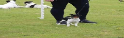 Jack Russell dogs for stud:  Miniature Jack Russell STUD & DNA Health Tested - Advert 5