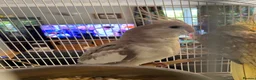 Cockatiels birds for sale: Cockatiel - Advert 5