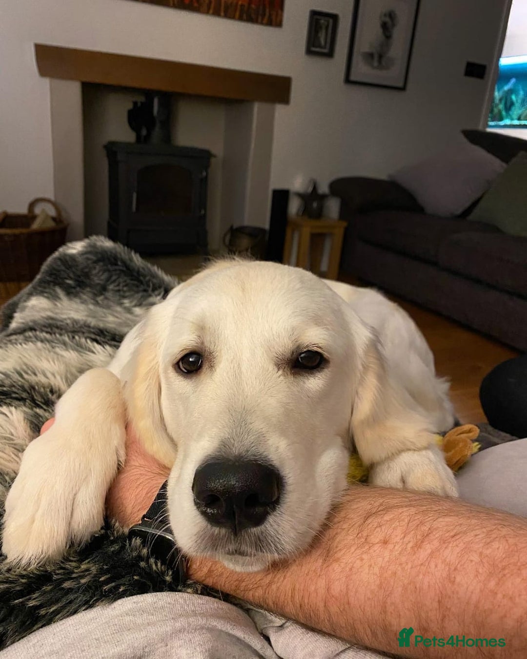 Golden Retriever dogs for sale: Golden Retriever Boy Rehome - Advert 5