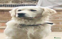 Golden Retriever dogs for sale: Chunky Kc cream golden retriever boys available  - Image 8