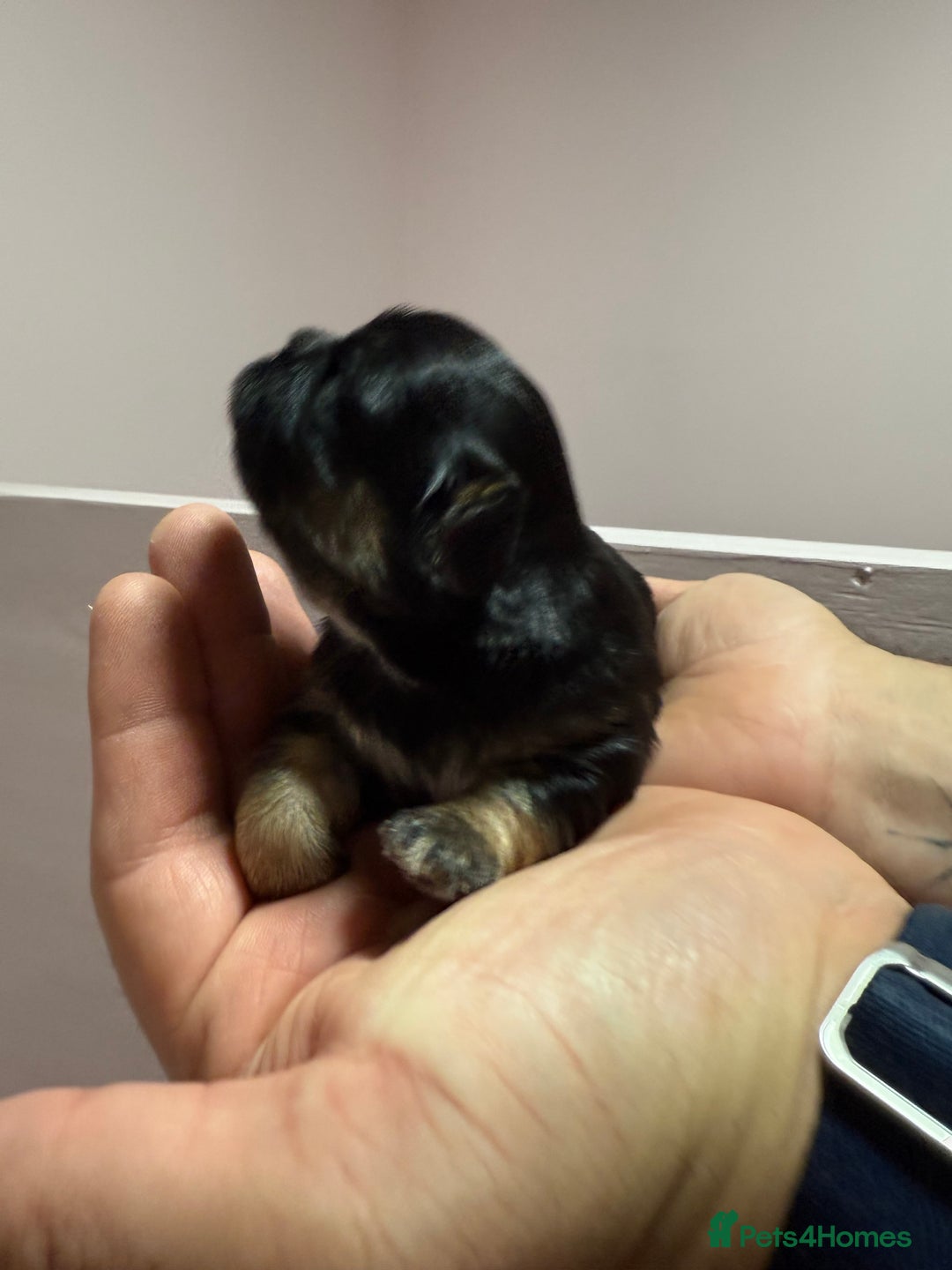 Shih Tzu dogs for sale: 💙 Gorgeous Imperial Shih Tzu Boys 💙 - Image 7