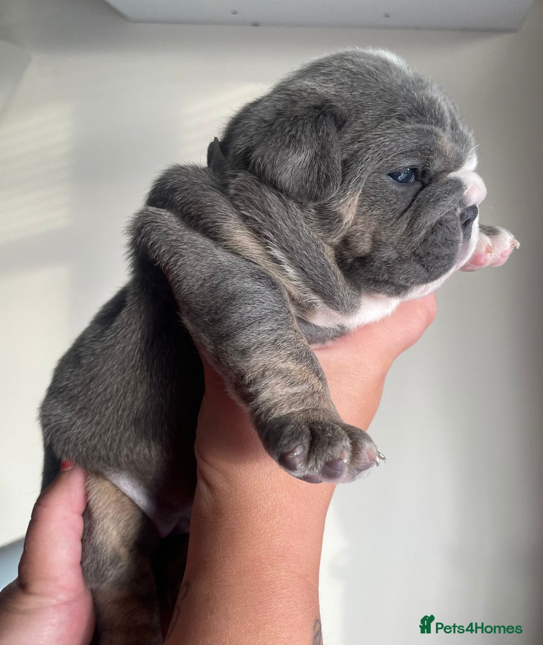 English Bulldog dogs for sale: New English bull dogs  - Image 13