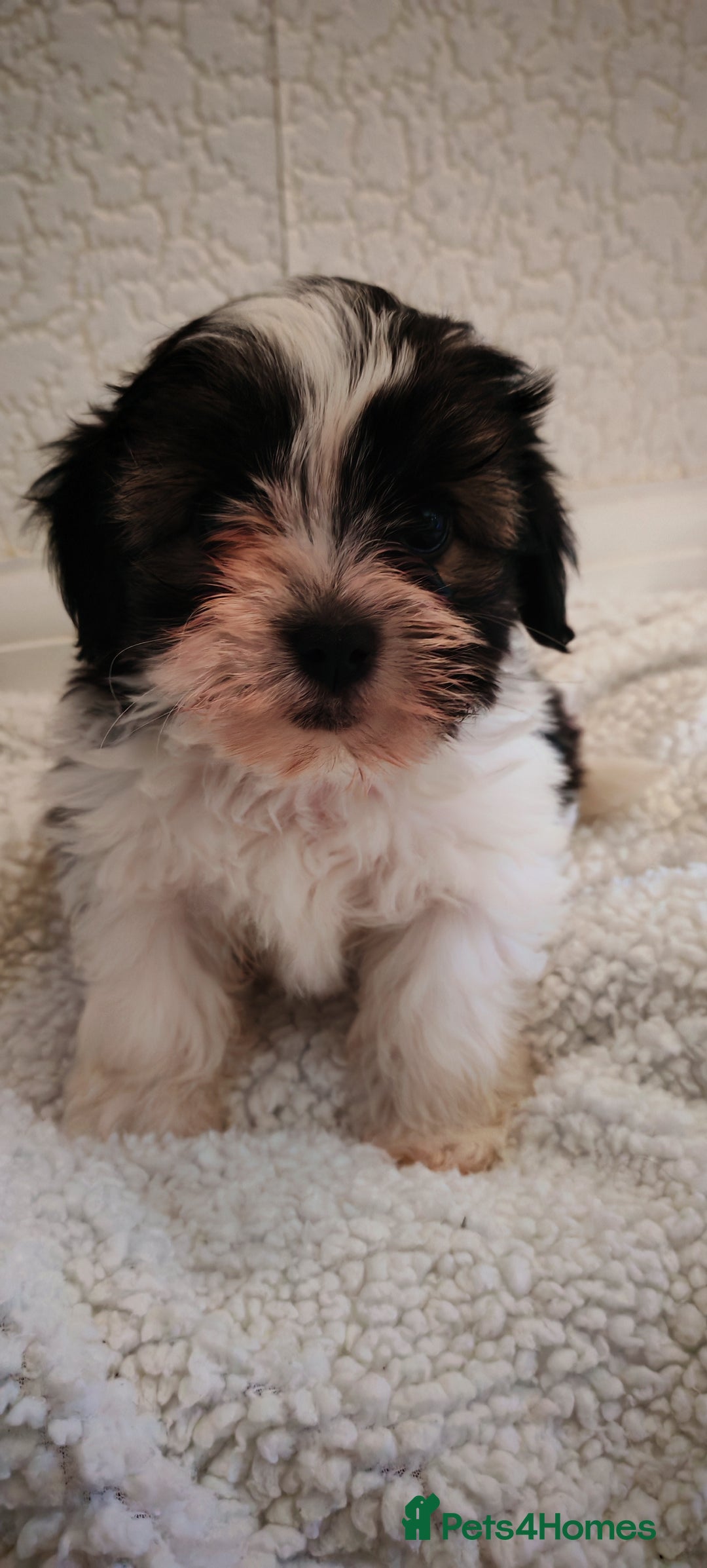 Shih Tzu dogs for sale: Beautiful full breed fluffy Shih Tzu boy  - Advert 13