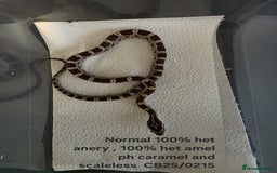 Corn Snake reptiles for sale: Cornsnake Hatchlings - Image 12