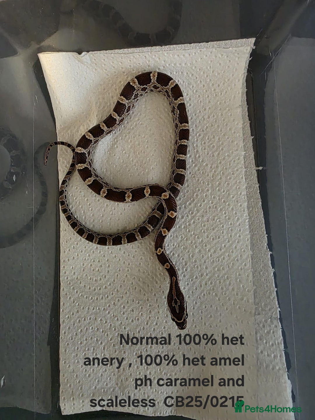 Corn Snake reptiles for sale: Cornsnake Hatchlings - Image 12