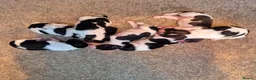 English Springer Spaniel dogs for sale: Springer Spaniel Puppies  - Advert 2