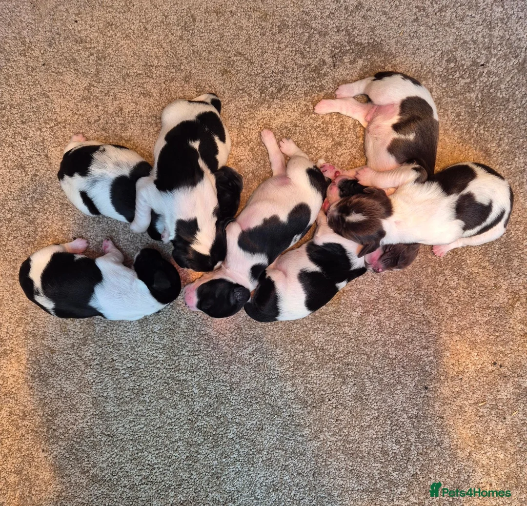 English Springer Spaniel dogs for sale: Springer Spaniel Puppies  - Advert 2