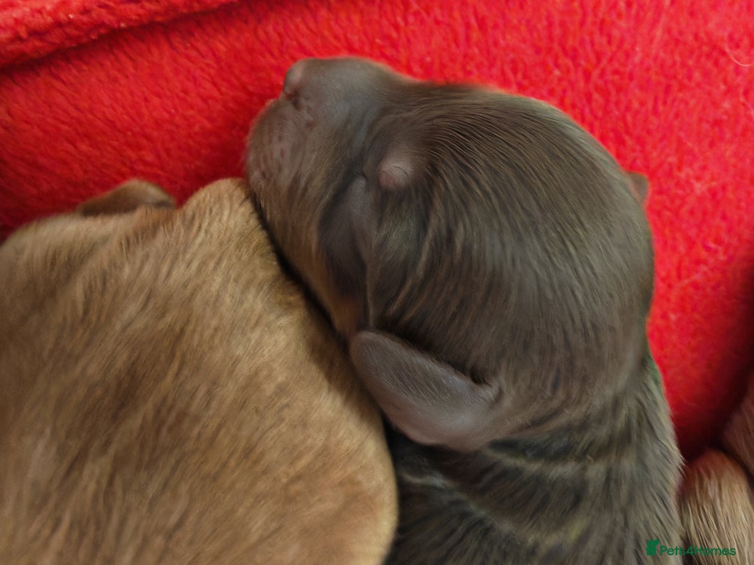 Cockapoo dogs for sale: Cockapoos F1 DNA Health tested patents - Advert 19