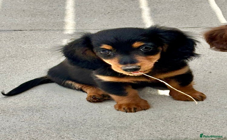 Dachshund dogs - Advert 2