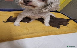 Toy Poodle dogs for sale: Asian toy poodle  - Image 3