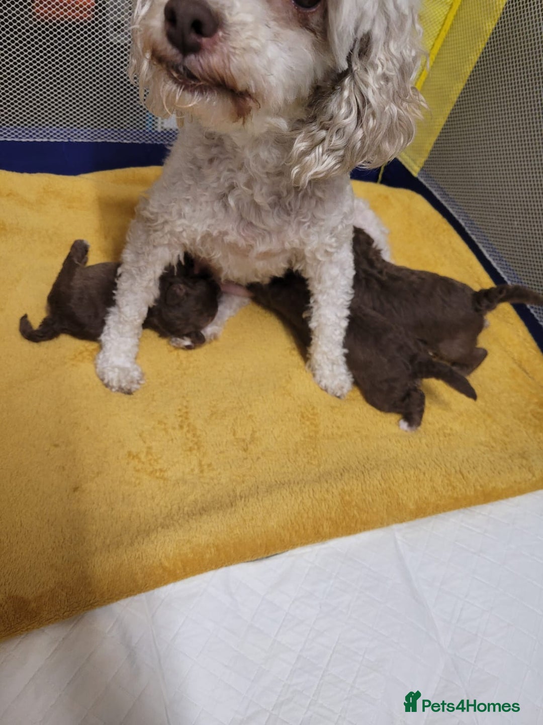 Toy Poodle dogs for sale: Asian toy poodle  - Image 3