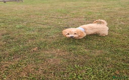 Cavapoo dogs for sale: Stunning Cavapoo Pup - Image 6