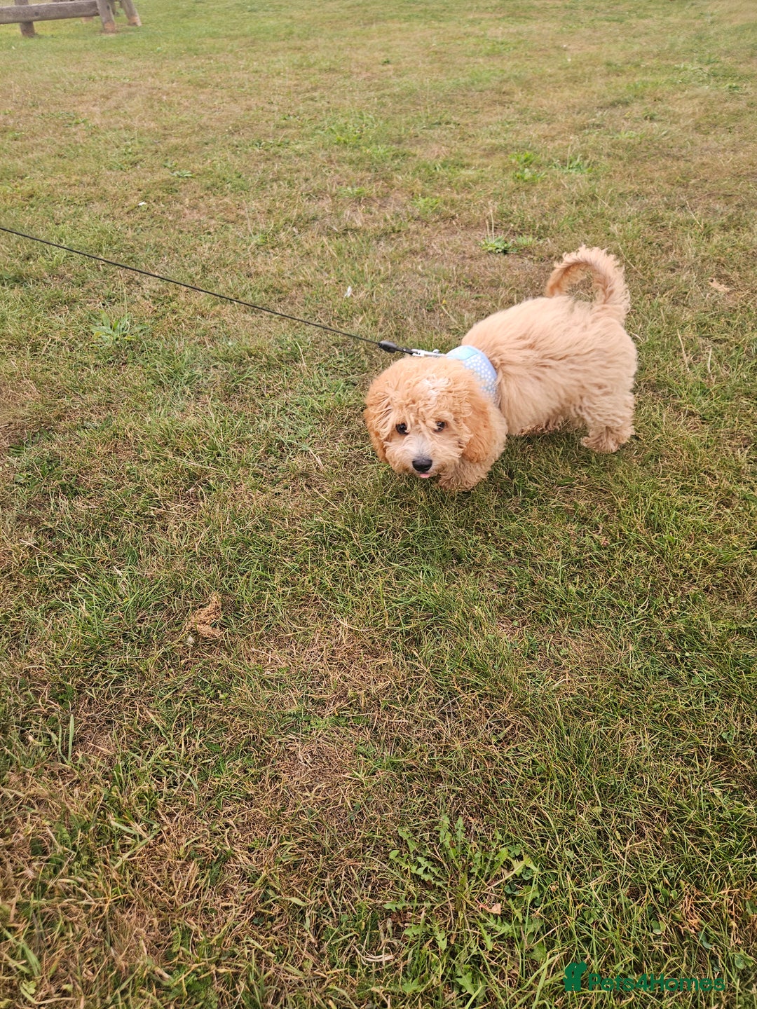 Cavapoo dogs for sale: Stunning Cavapoo Pup - Image 6
