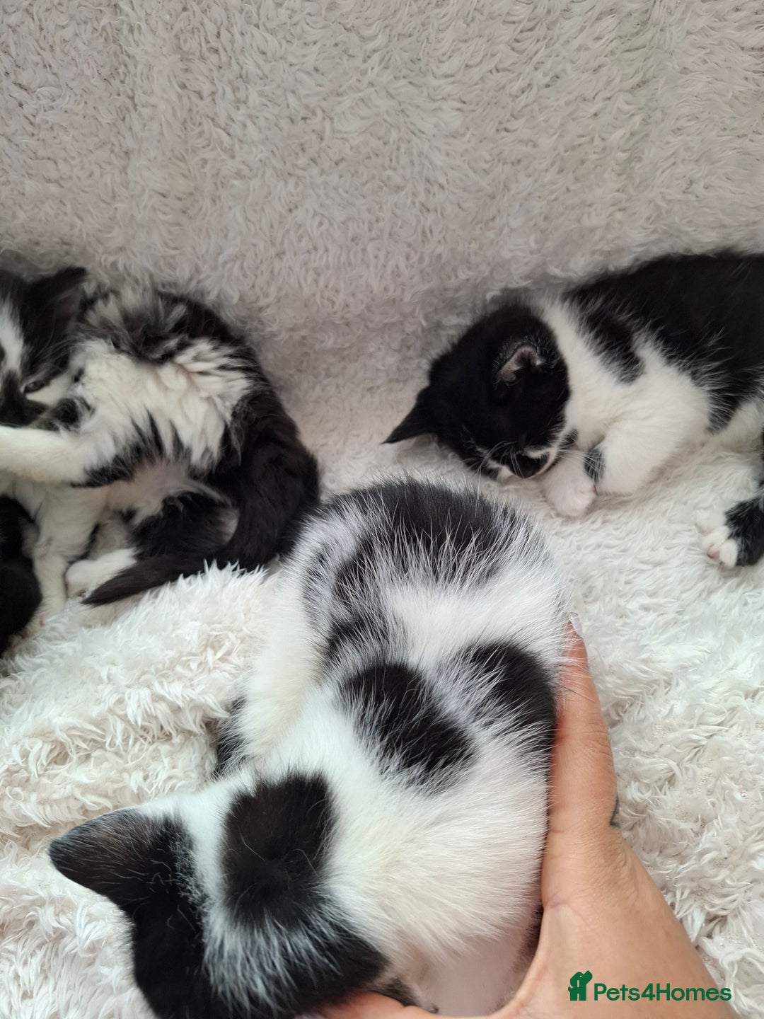 Mixed Breed cats for sale: Tabby/British short hair - Advert 25