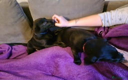 Borador dogs for sale: Male Borador Pups - Image 5