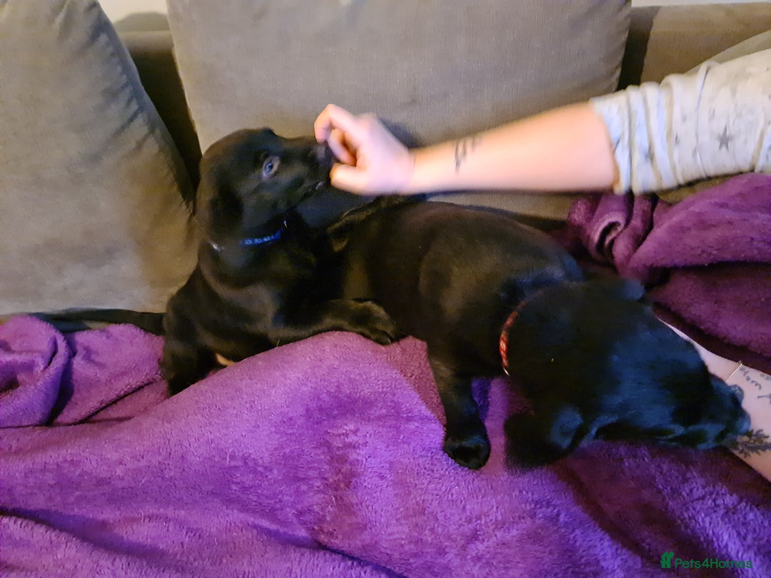 Borador dogs for sale: Male Borador Pups - Image 5