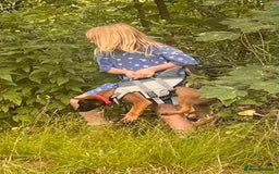 Belgian Shepherd Dog dogs for sale: Belgian shepherd bitch - Image 3