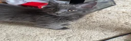 Maine Coon cats for sale: Maine Coon. TICA male - Advert 1