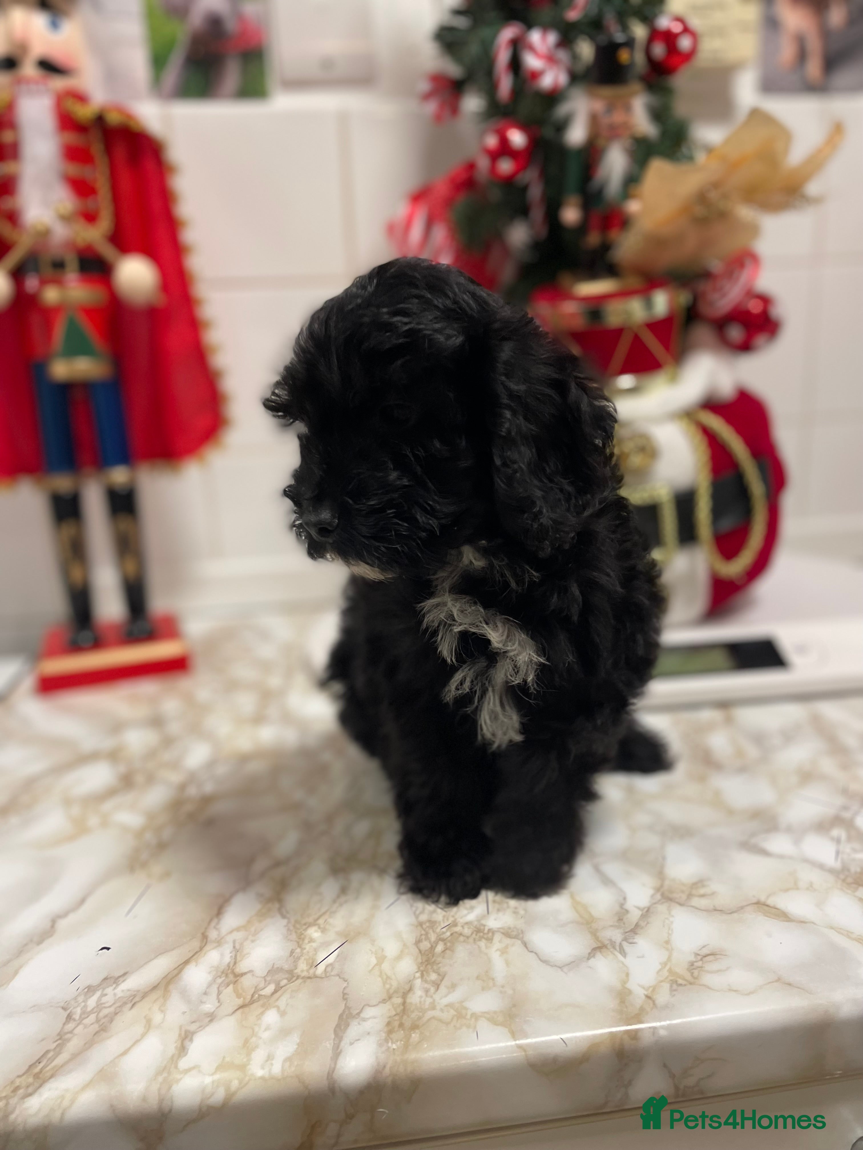 Cockapoo dogs 💙beautiful boys ready now💙 - Advert 9