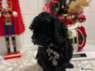 Cockapoo dogs 💙Beautiful teddy bear boys ready now💙 - Advert 4