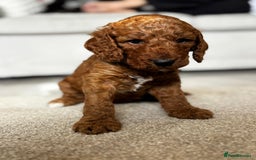Cockapoo dogs for sale: Beautiful Cockapoo F2 puppies  - Image 4