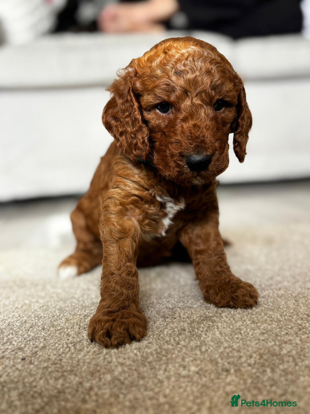 Cockapoo dogs for sale: Beautiful Cockapoo F2 puppies  - Image 4