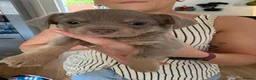 Chiweenie dogs for sale: Beautiful Chiweenie pups - Advert 13