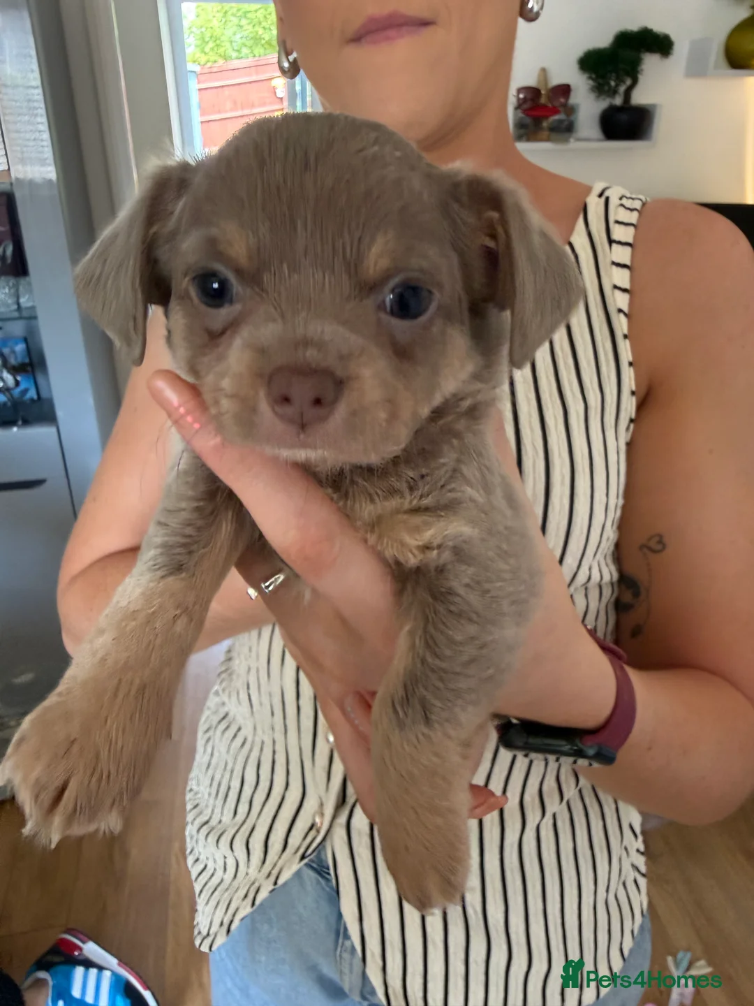 Chiweenie dogs for sale: Beautiful Chiweenie pups - Advert 13