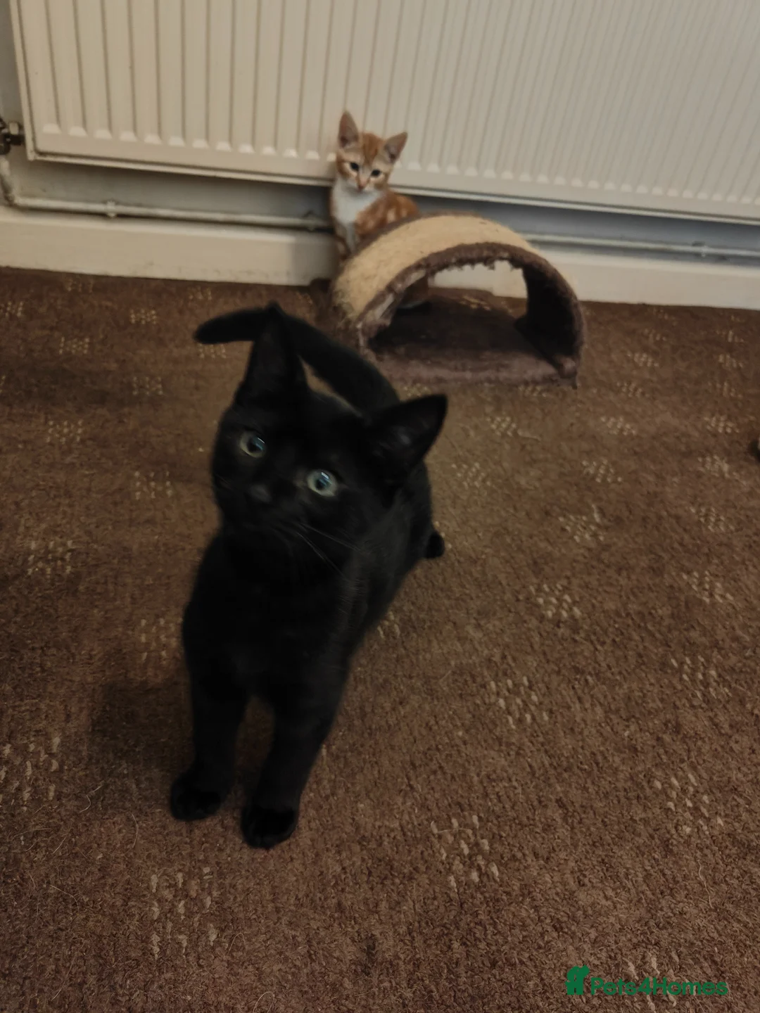 Mixed Breed cats for sale: Kittens ready for their forever home. - Advert 2