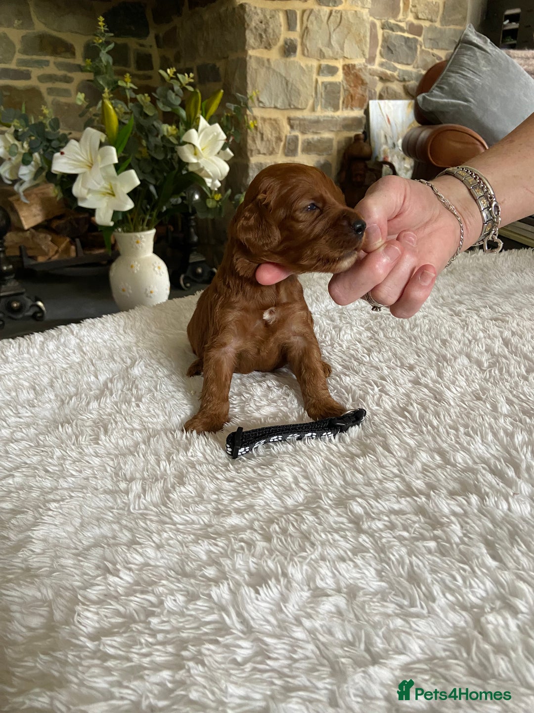 Irish Doodle dogs for sale: Stunning F1 mini Irish  Doodles  - Image 6