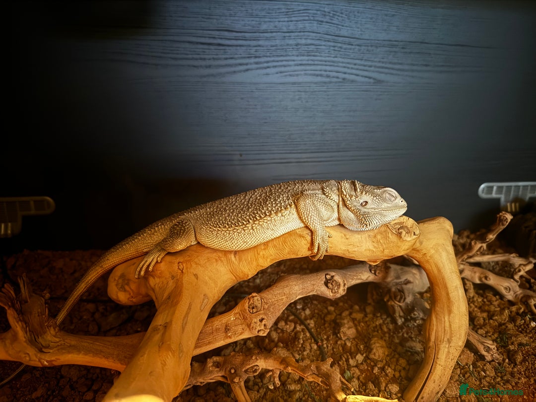 Bearded Dragon reptiles for sale: Two bearded dragons for sale - Advert 4