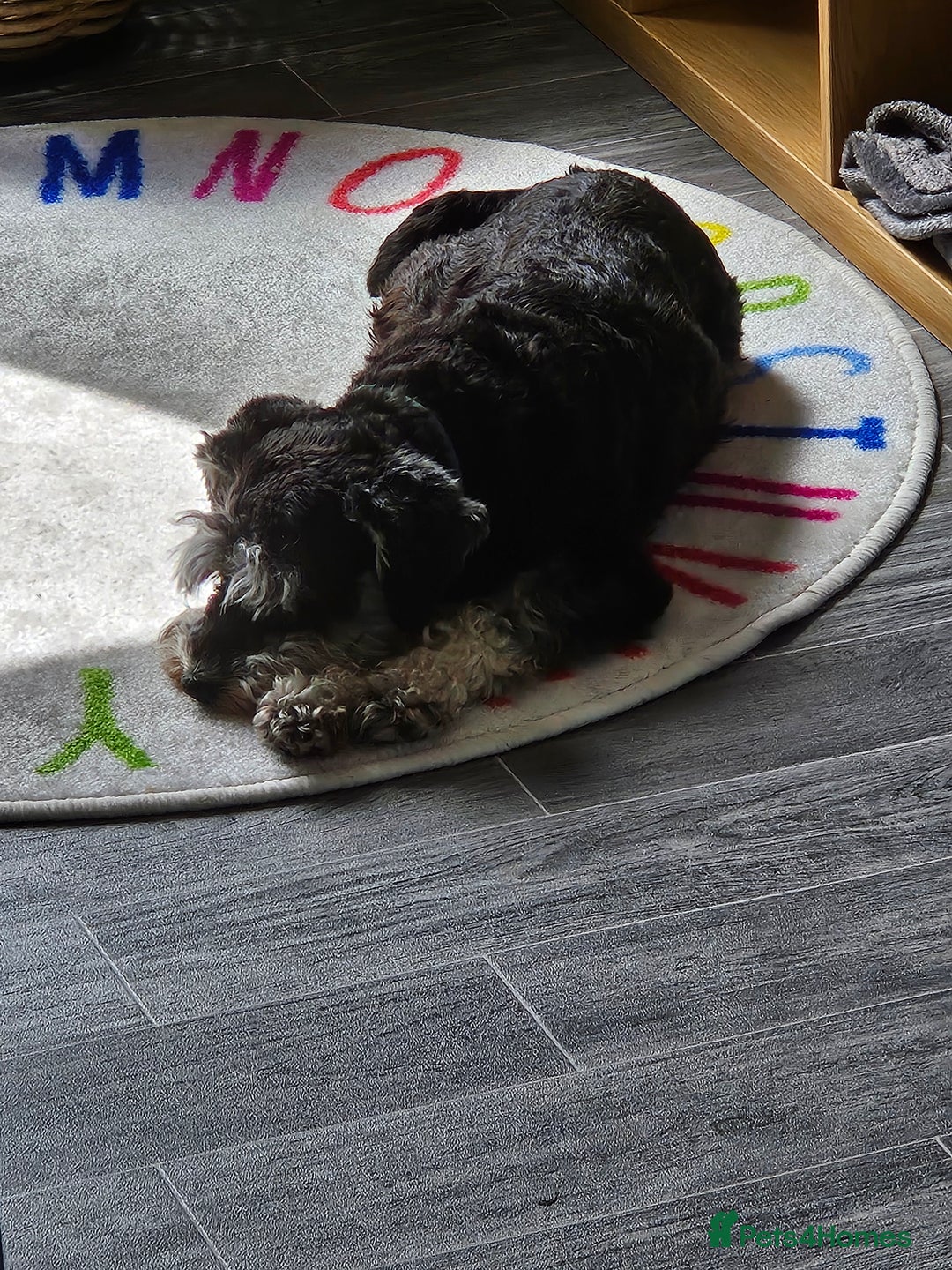 Miniature Schnauzer dogs for sale: Miniature schnauzer's due, KC, Mac, low COI - Image 6