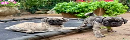 Pug dogs for sale: Adorable one of a kind. loving KCreg PUG puppies  - Advert 20