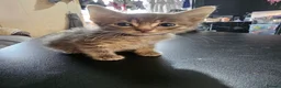 Mixed Breed cats for sale: Adorable Grey kittens for sale  - Advert 24
