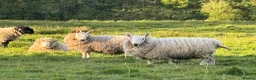 Sheep livestock for sale: Dorset and Border Leicester Shearling Rams - Advert 7